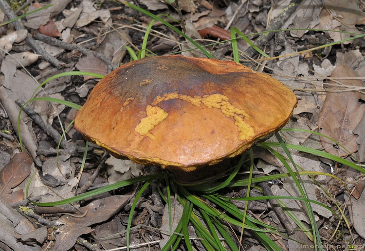 Boletus luridus - Schff.: Fr.